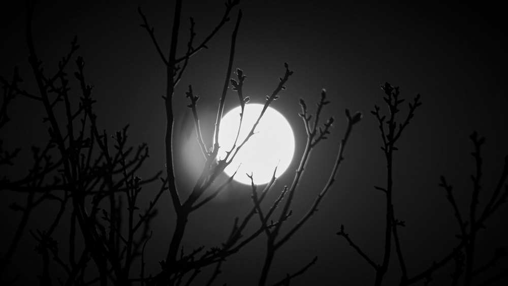 Picture of Delfgauw, THE Netherlands. 2012 © Pedro Rodrigues