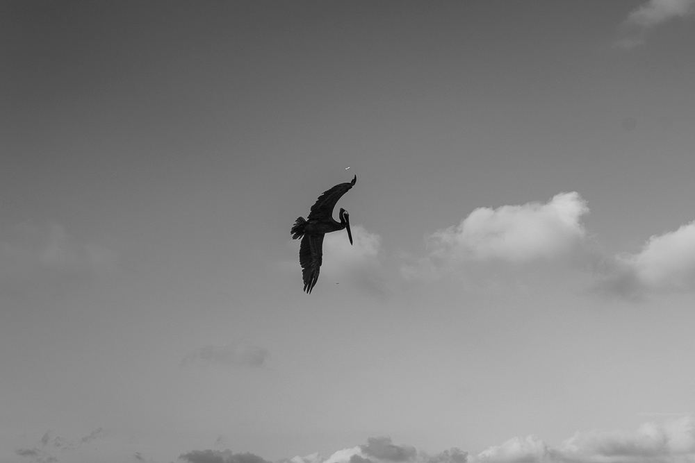 Picture of a seagull flying in the sky. Cancun, Mexico. 2018 © Pedro Rodrigues