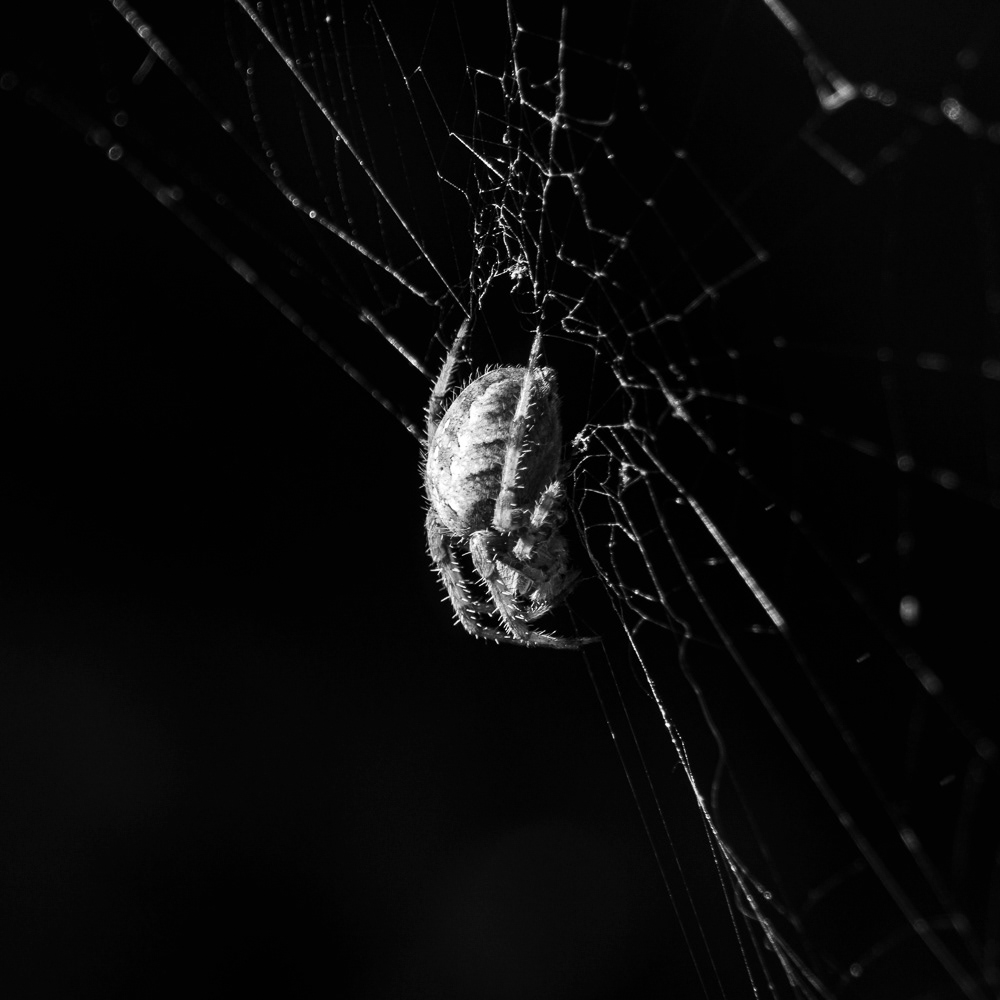 Picture of a Spider and a Cobweb in Black and White. London, united kingdom. 2015 © Pedro Rodrigues